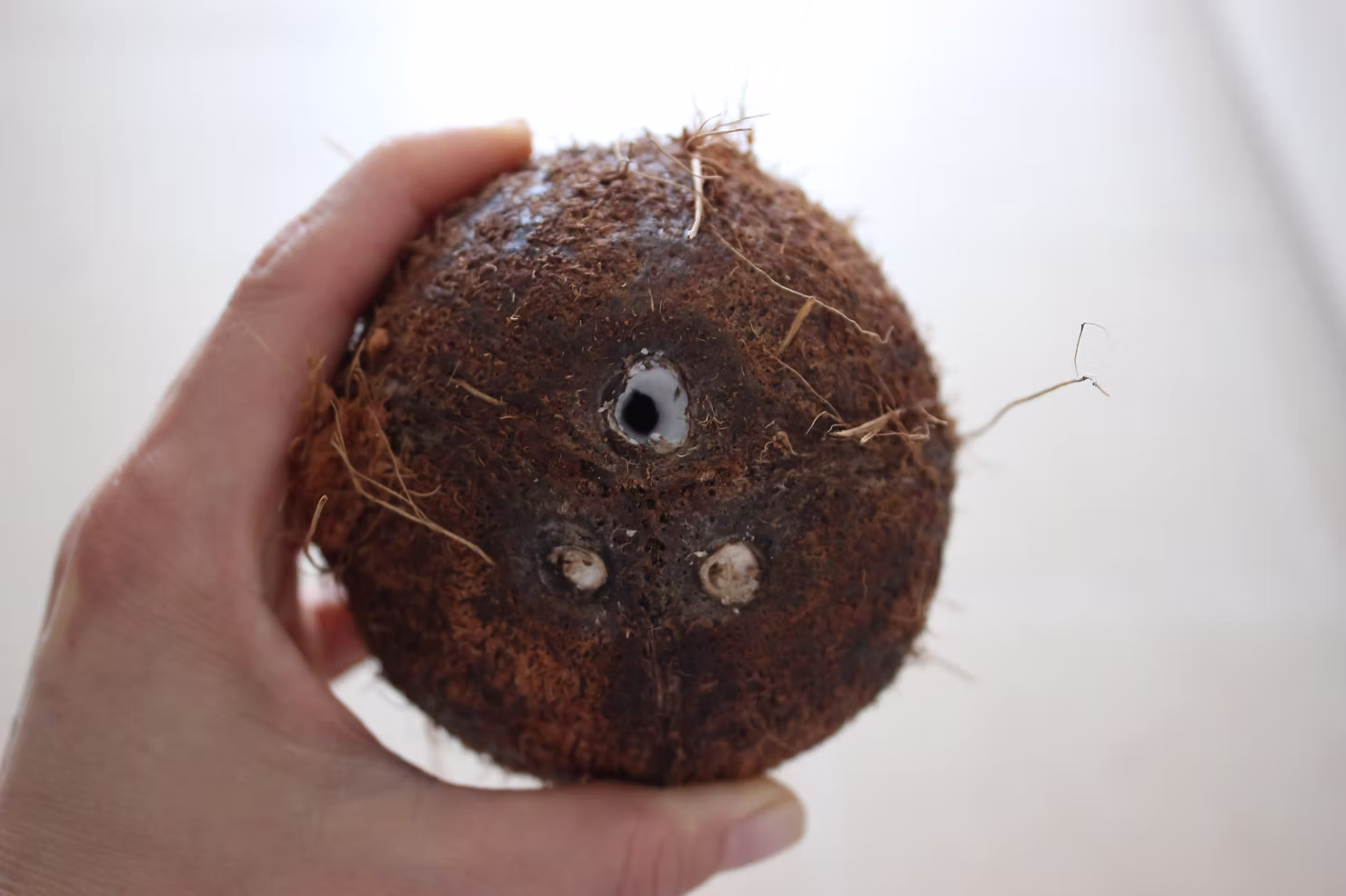 coconut Hindistan cevizi nasıl kırılır?