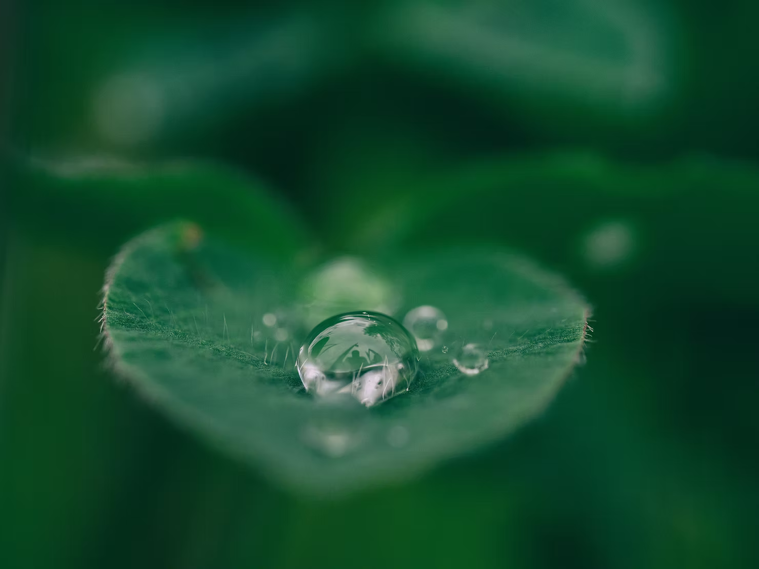 Mindfulness Mentörlüğü