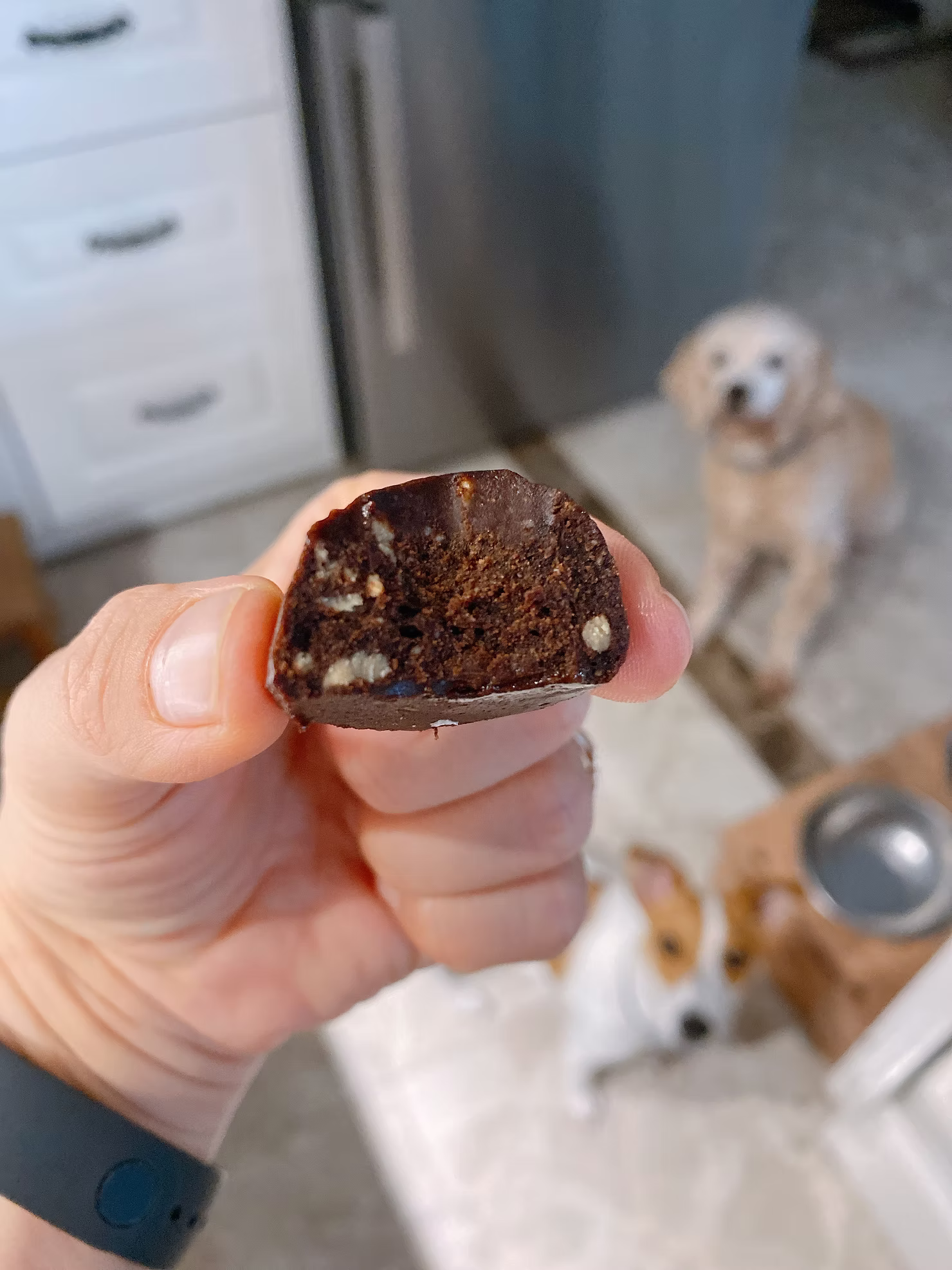 Çikilop Junior 2.0 ve Sema Özpekmezci köpekleri