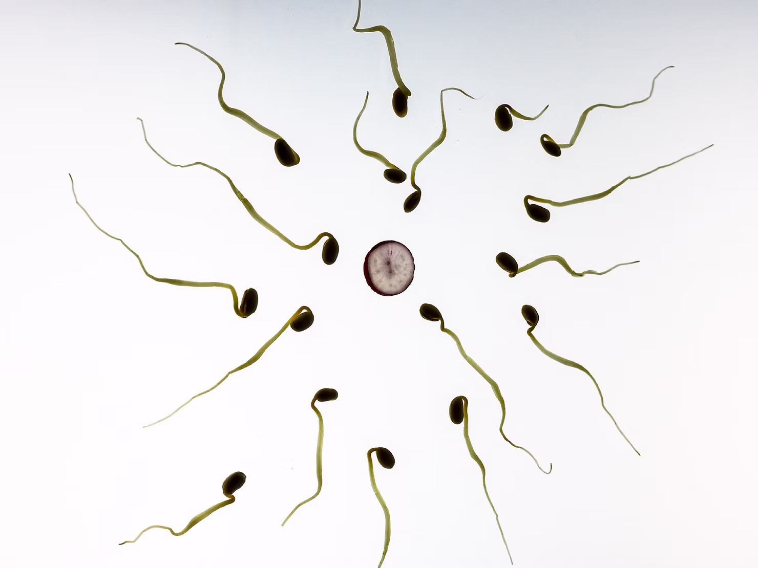 yumurta ve spermler